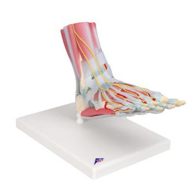 Afbeeldingen van Voet met spieren