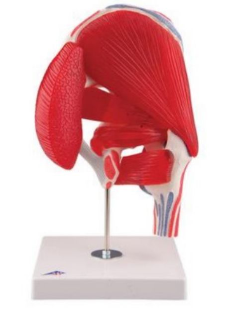 Afbeeldingen van Heupgewricht met spieren