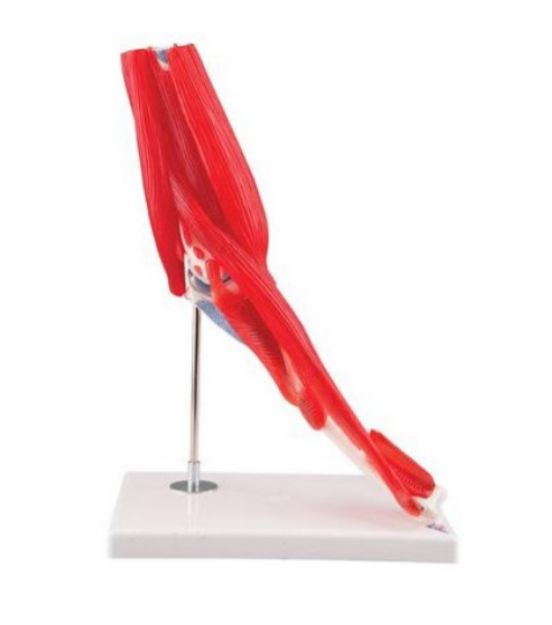 Afbeeldingen van Elleboog gewricht met spieren