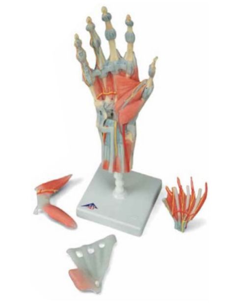 Afbeeldingen van Hand met spieren