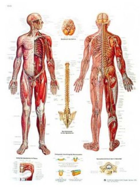 Afbeeldingen van Zenuwsysteem