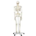 Afbeeldingen van Standaard skelet