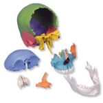 Afbeeldingen van Schedel 22-delig - Didactisch model