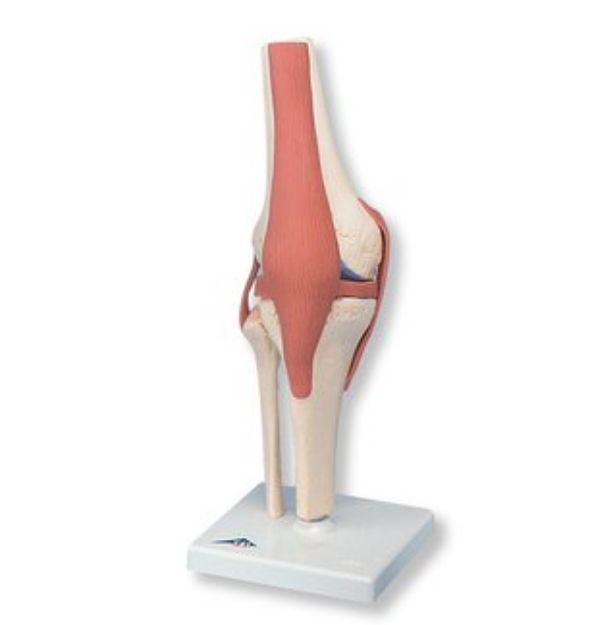 Afbeeldingen van Knie